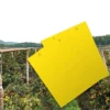 Sticky Insect Traps, 10 × 20 cm, Set of 10